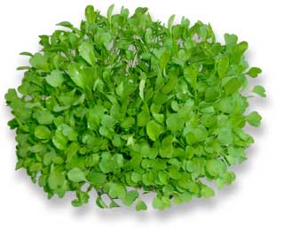 PeterGrown Butter Lettuce