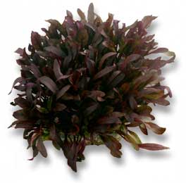 PeterGrown Butter Lettuce