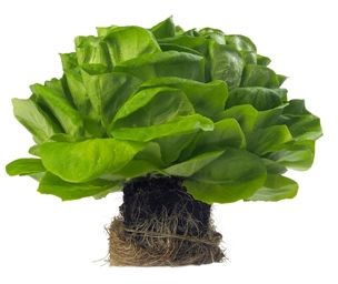 PeterGrown Butter Lettuce