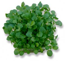 PeterGrown Butter Lettuce