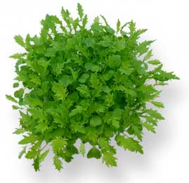 PeterGrown Butter Lettuce