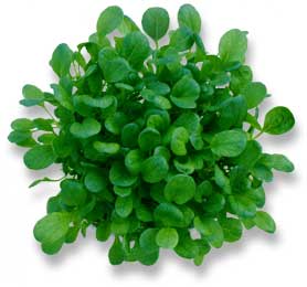 PeterGrown Butter Lettuce